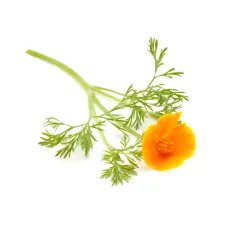 Eschscholtzia