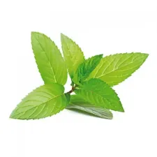 Lemon balm