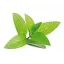 Lemon balm