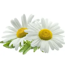 Chamomile