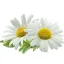 Chamomile