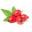 Rozenbottel