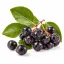 Aronia