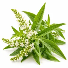 Verbena: verbena herbal tea and products | NATURAMedicatrix