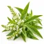 Verbena