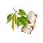 Birch