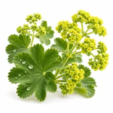 Alchémille : plante et compléments | NATURAMedicatrix
