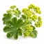 Lady’s mantle