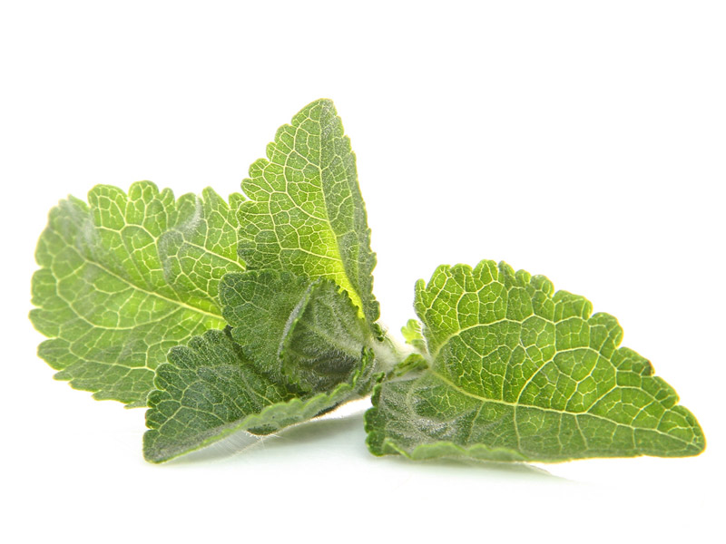 Stévia