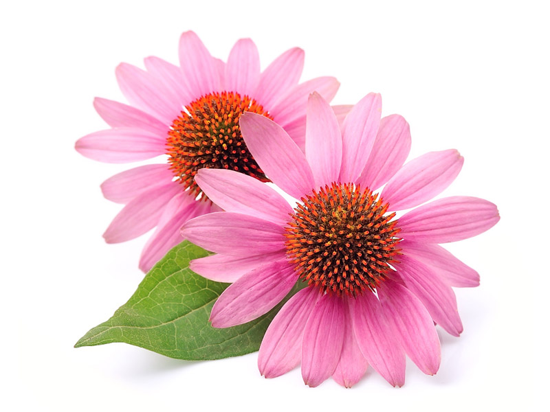 Echinacea