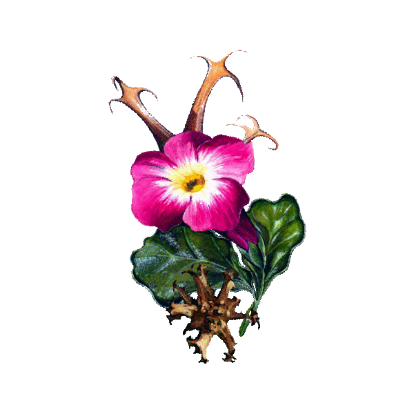 Harpagophytum (Devil's Claw)