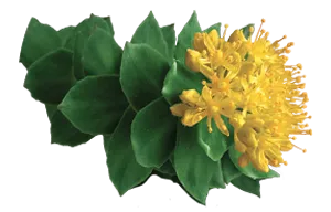 Rhodiola