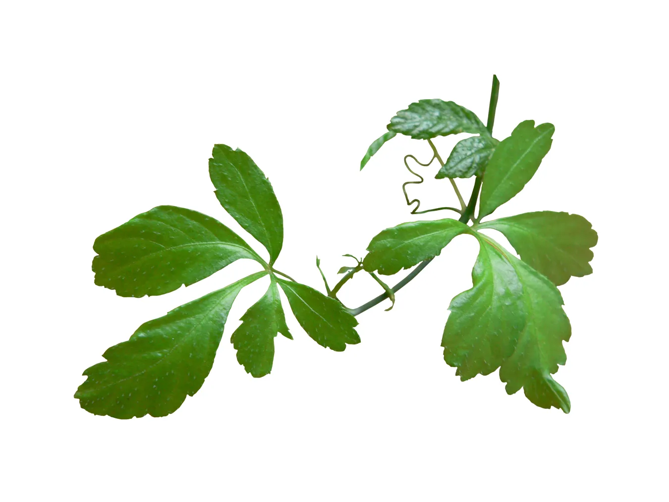 Gynostemma