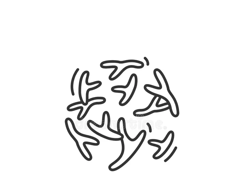 Bifidobacterium bifidum