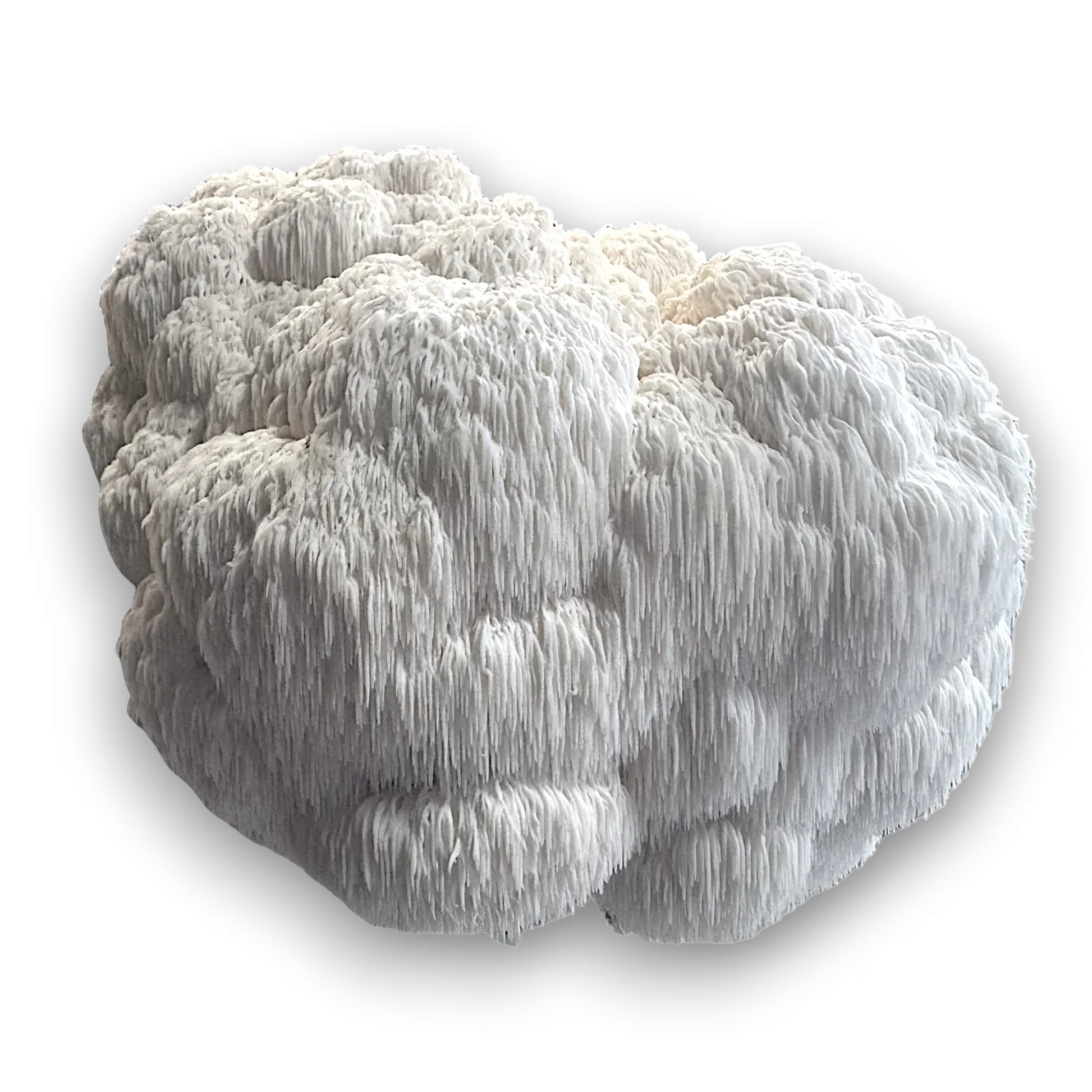 Hericium