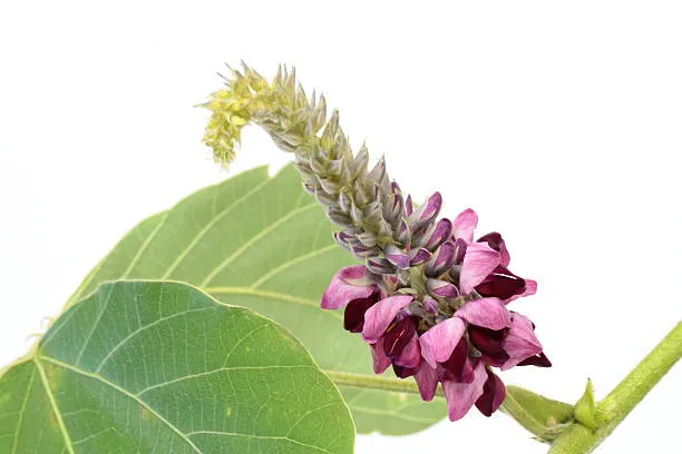 Kudzu