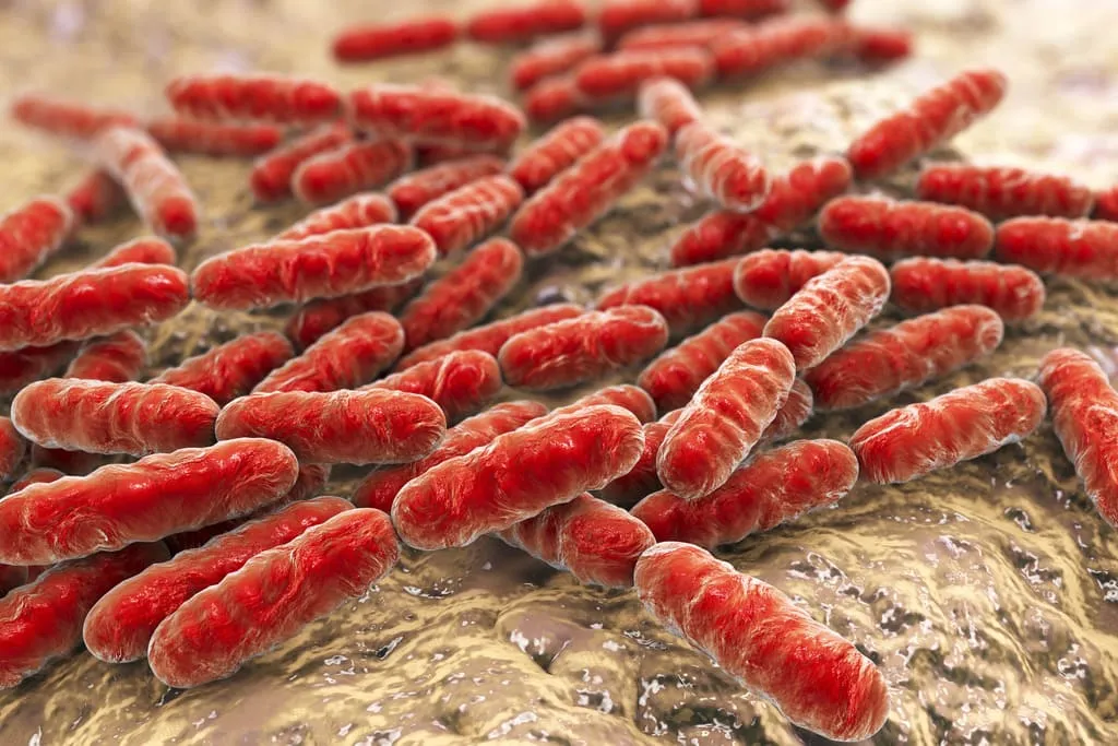 Lactobacillus Reuteri