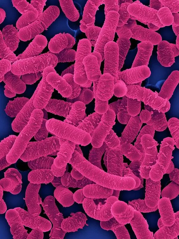 Lactobacillus Speichel