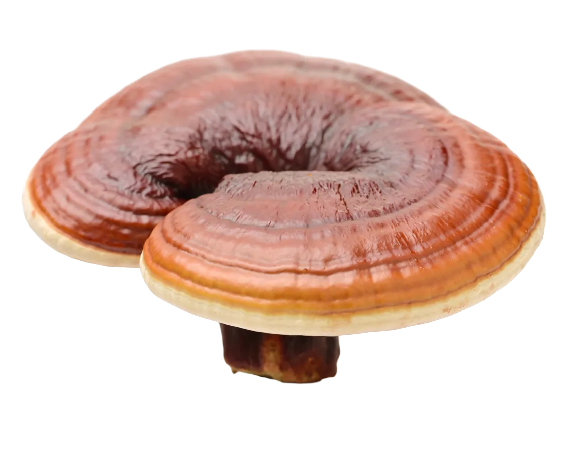 Reishi