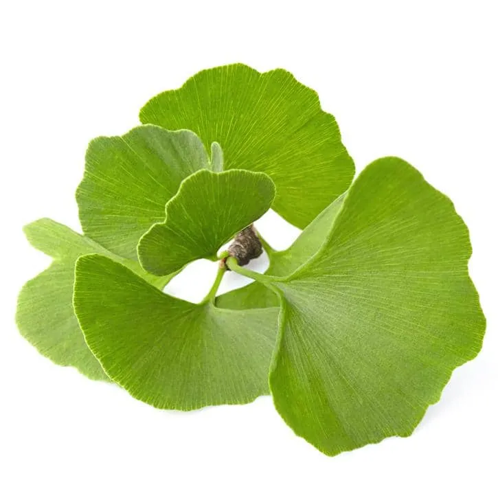 Ginkgo