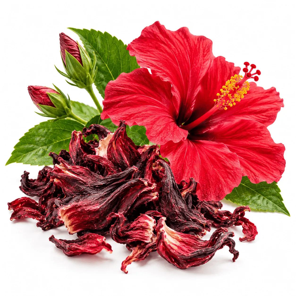 Hibiscus