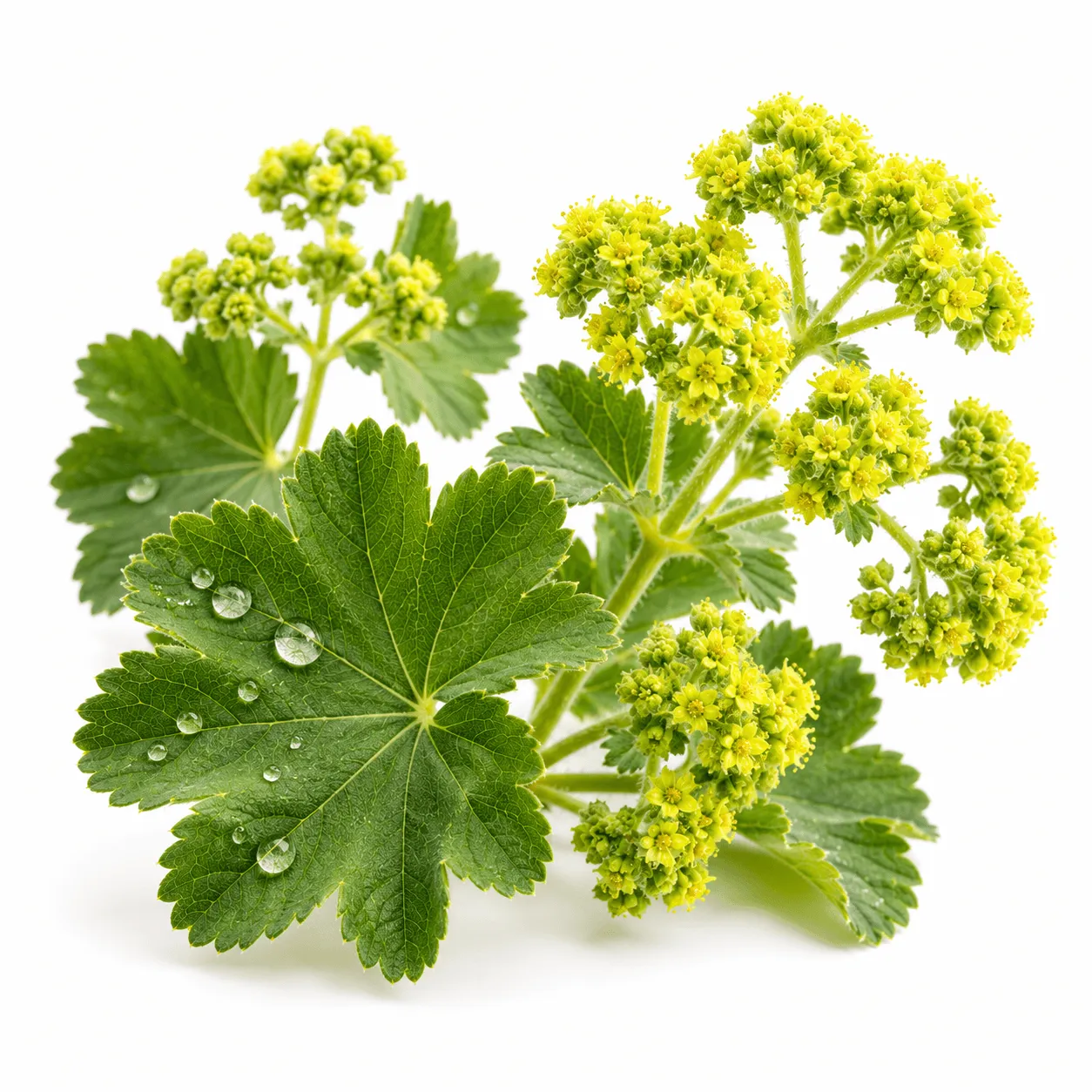 Lady’s mantle