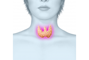 Catégories Thyroïde