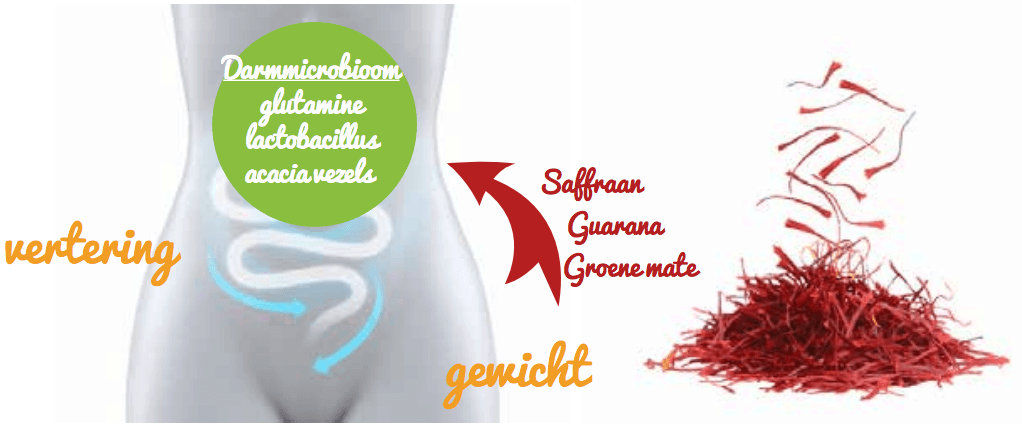 Darmmicrobioom glutamine lactobacillus acacia vezels