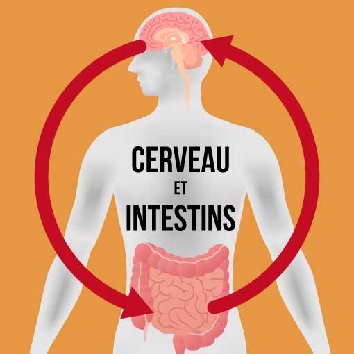 Cerveau et intestins