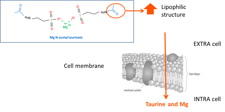 Biodisponibilité de l'acétyl-taurinate de magnésium ATA Mg