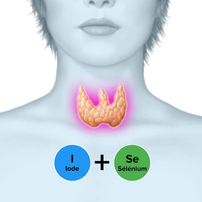 Thyroïde Vitalité - Glande thyroïde