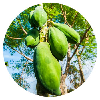 Papaye