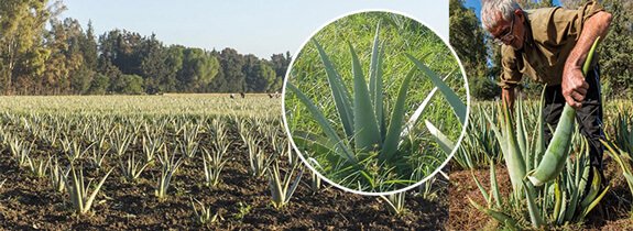 Plantation d'aloe vera de Dr. Jacob's®