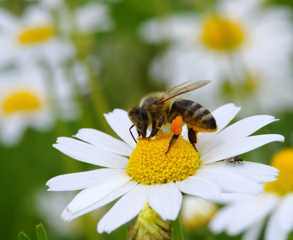 Propolis et Camomille